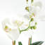 Ensemble de 2 orchidées PHALAENOPSIS