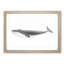 Blue Whale by C.M. Scammon - Picture Frame Drawing-57844586-57844587