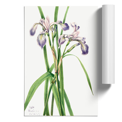Blueflag Iris - No Frame Print