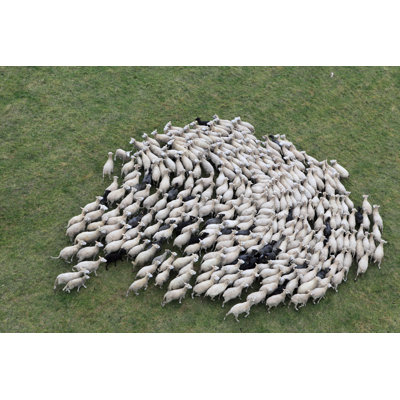 Herd Of Sheep - Wrapped Canvas Print