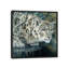 «White Tiger», impression sur toile-29480013-73581550-73581551
