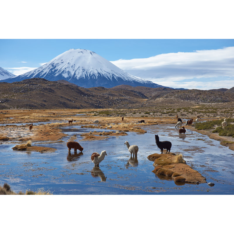 Bonin Alpaca Grazing Near Mountains by JeremyRichards - Wrapped Canvas Print, 30cm H x 46cm W x 3.8cm D