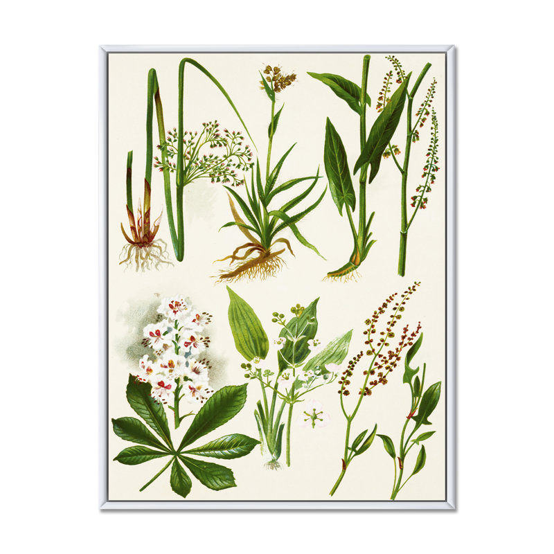 Ensemble de plantes Herbal - Décoration murale traditionnelle sur toile, H 20 po x l 12 po x P 1 po, Cadre flottant blanc