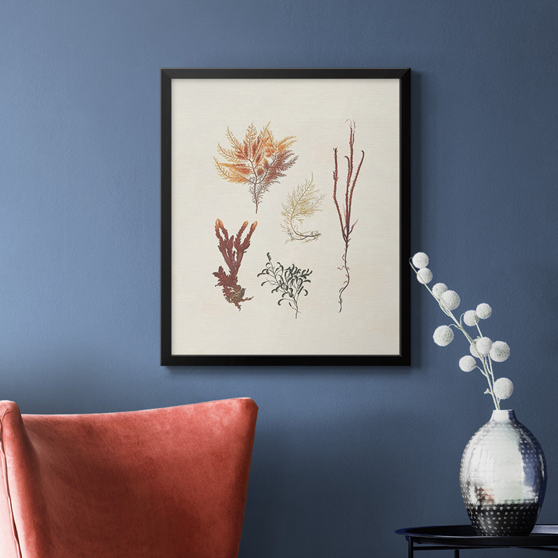 Knorr Shells & Coral VII - Toile encadrée de qualité supérieure - prête à être accrochée, H 20 po x l 16 po, Noir