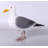 Seagull Life Size Statue