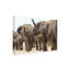 Art sur toile éléphant, Bob Bob Langrish-104137348