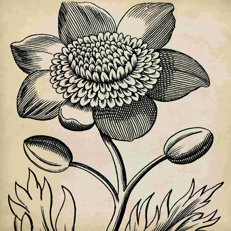 " Graphic Floral III " by Vision Studio, 36" H x 36" W  