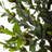 54 " H Faux Olive Tree