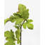 Faux Branch