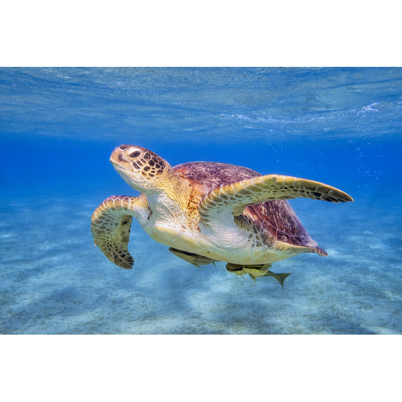 Swimming Green Sea Turtle by Cinoby - Wrapped Canvas Print, 81cm H x 122cm W x 3.8cm D