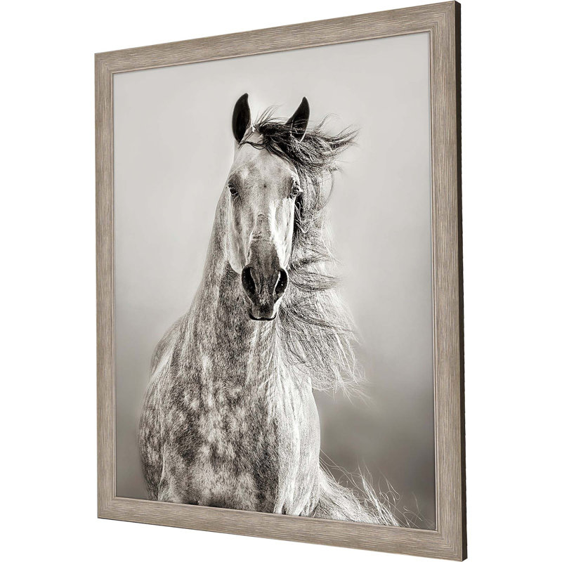 Caballo De Andaluz