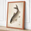 Carp in Contemplation Japandi - Wrapped Canvas-1598568680-1598568681