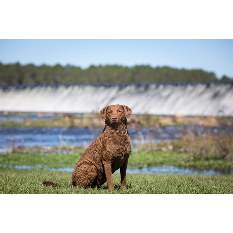 Chesapeake Bay Retriever Sitting par Ktatarka - photographie sur toile tendue, L 30 po x H 20 po