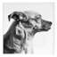 Furry Friend 1 Print by Pearson, Victoria-459615904-459615911