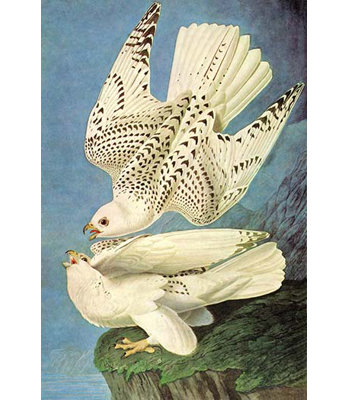 " Falcons " by John James Audubon