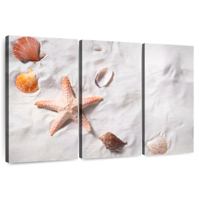 Plage, coquillages et étoiles de mer