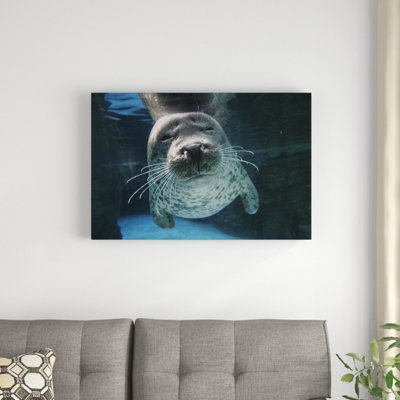 " Spotted Seal "