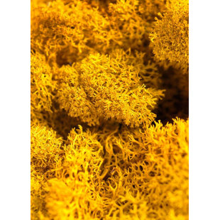 SuperMoss Preserved Reindeer Moss, Mango, 2oz