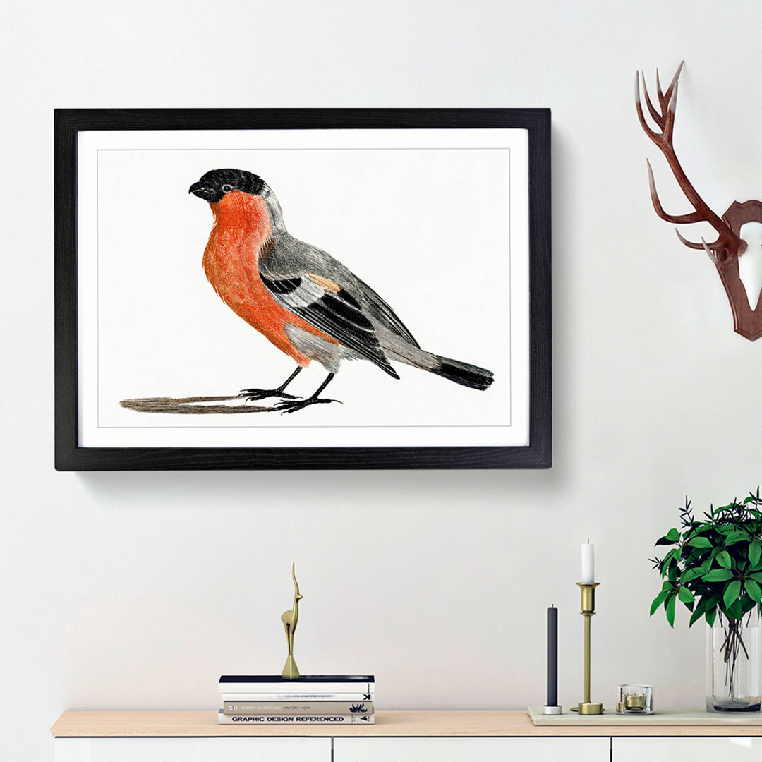 A Bullfinch by Johan Teyler - Framed Print