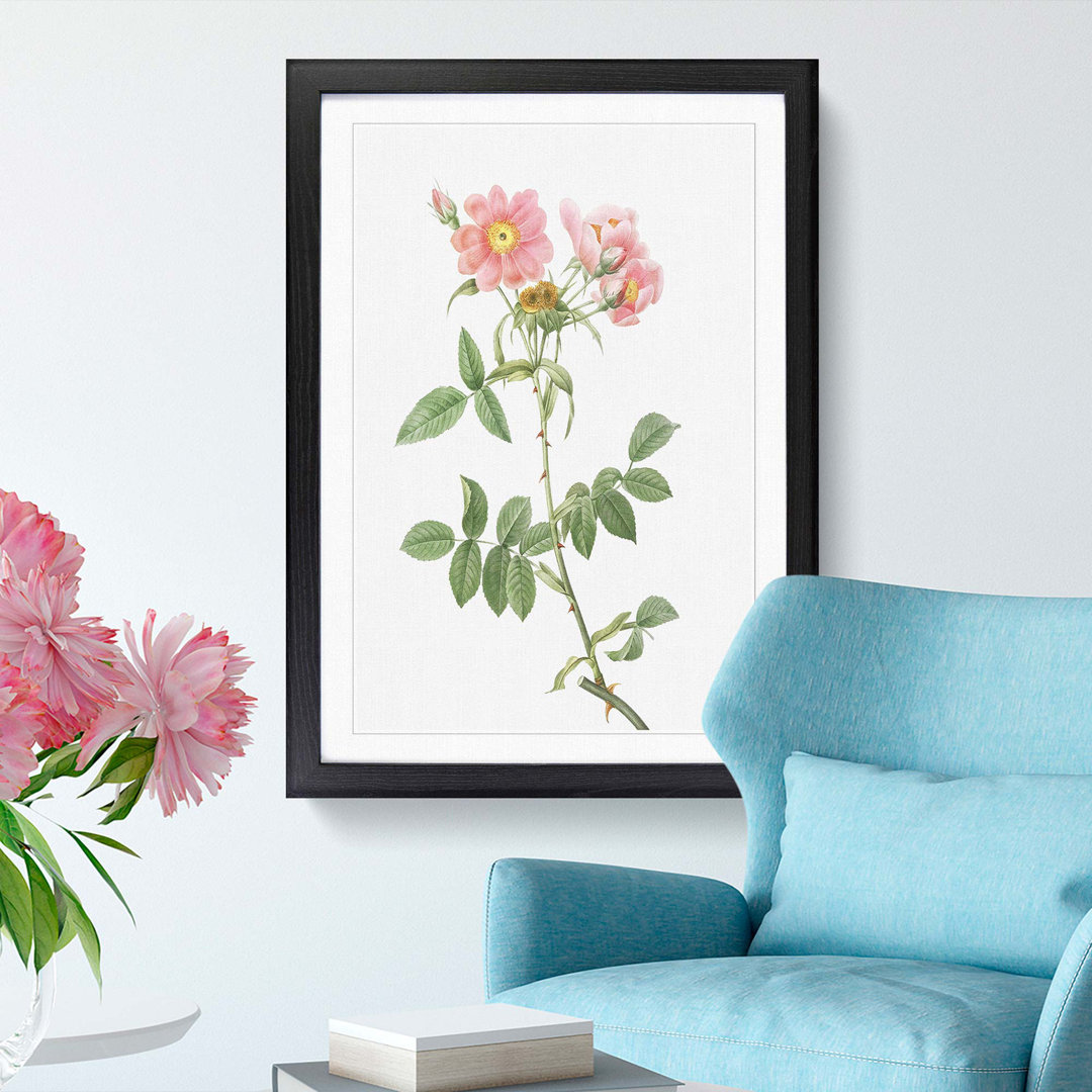 Rose of Lady Monson in Pink by Pierre-Joseph Redouté - Picture Frame Graphic Art Print