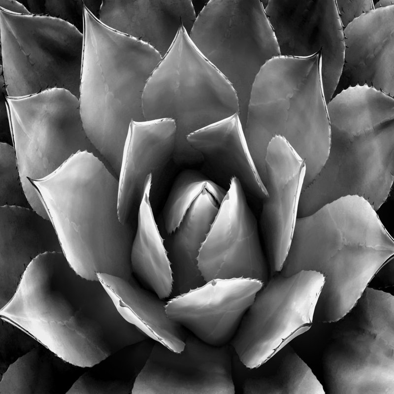 Succulent II by Mia Jensen - Wrapped Canvas Art Prints, 30cm H x 30cm W