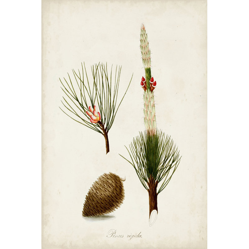 Antique Tree Study VIII - Wrapped Canvas Painting, 122cm H x 81cm W