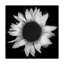 Dosta «Sunflower 1 Black and White», impression sur toile tendue-29226235