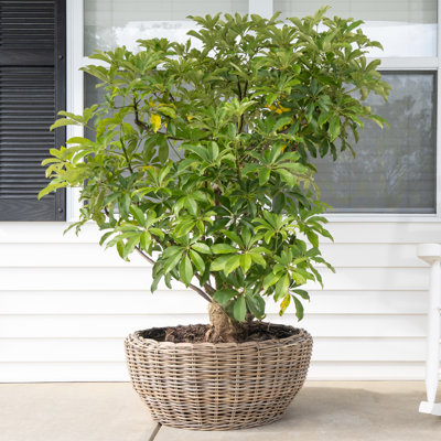 Round Belly Planter with Black Plastic Insert