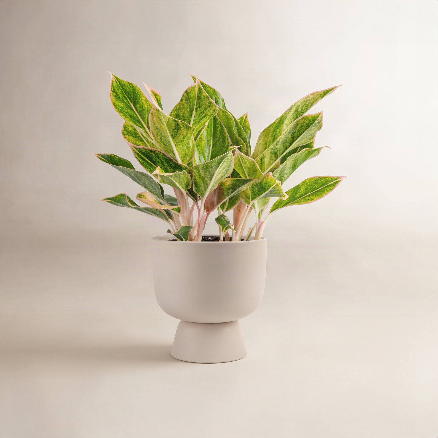 Costa Farms Siam Aurora Aglaonema Plant, White