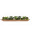 7" Artificial Succulent in Ship Bowl
