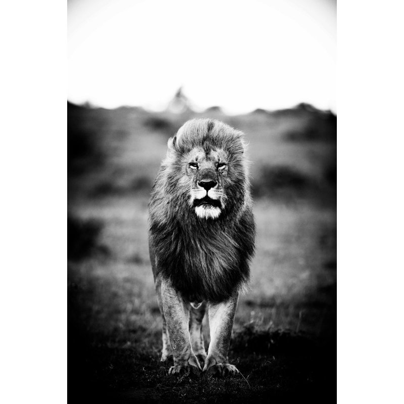 A Lions Portrait - No Frame Rectangle Print, 120cm H x 80cm W x 10cm D, Unframed