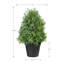 Topiaire romarin en pot