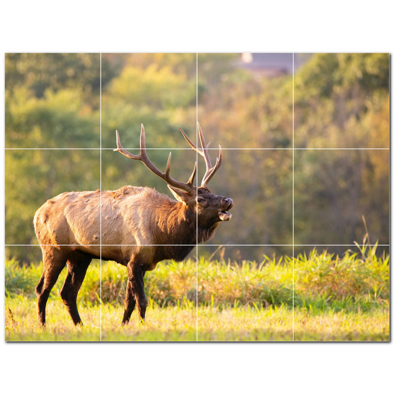 Cerf photo 8 x 8
