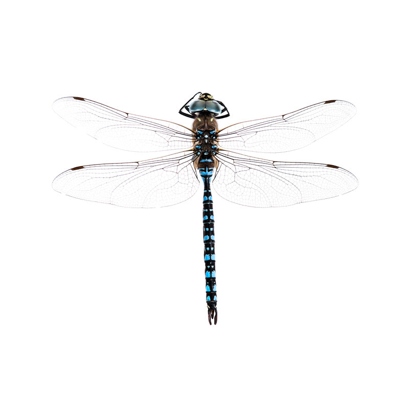Dragonfly 157436034, 30cm H x 46cm W