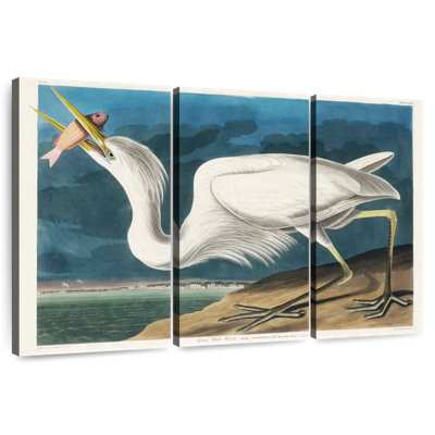 Great White Heron