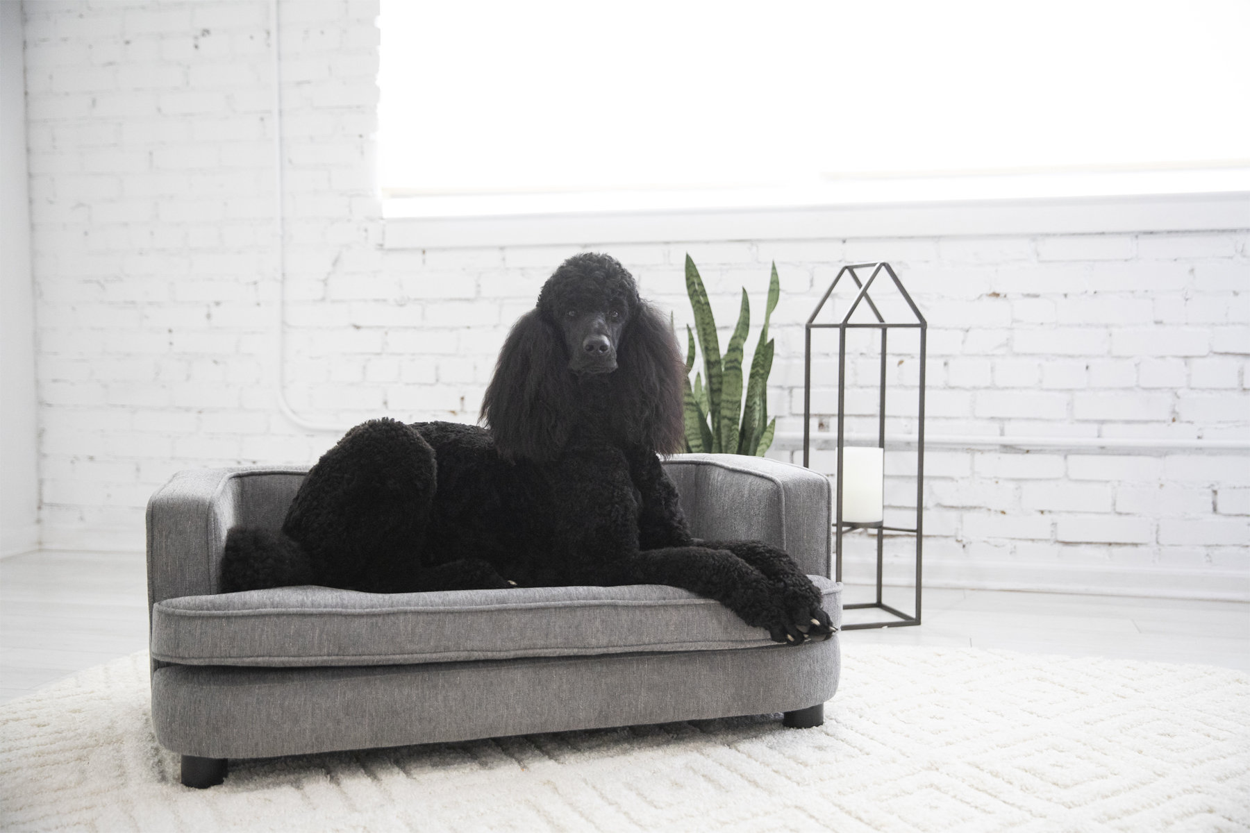 LaZBoy Furniture Bartlett Dog Sofa Bed & Reviews Wayfair