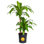 Mass Cane in Grower Pot