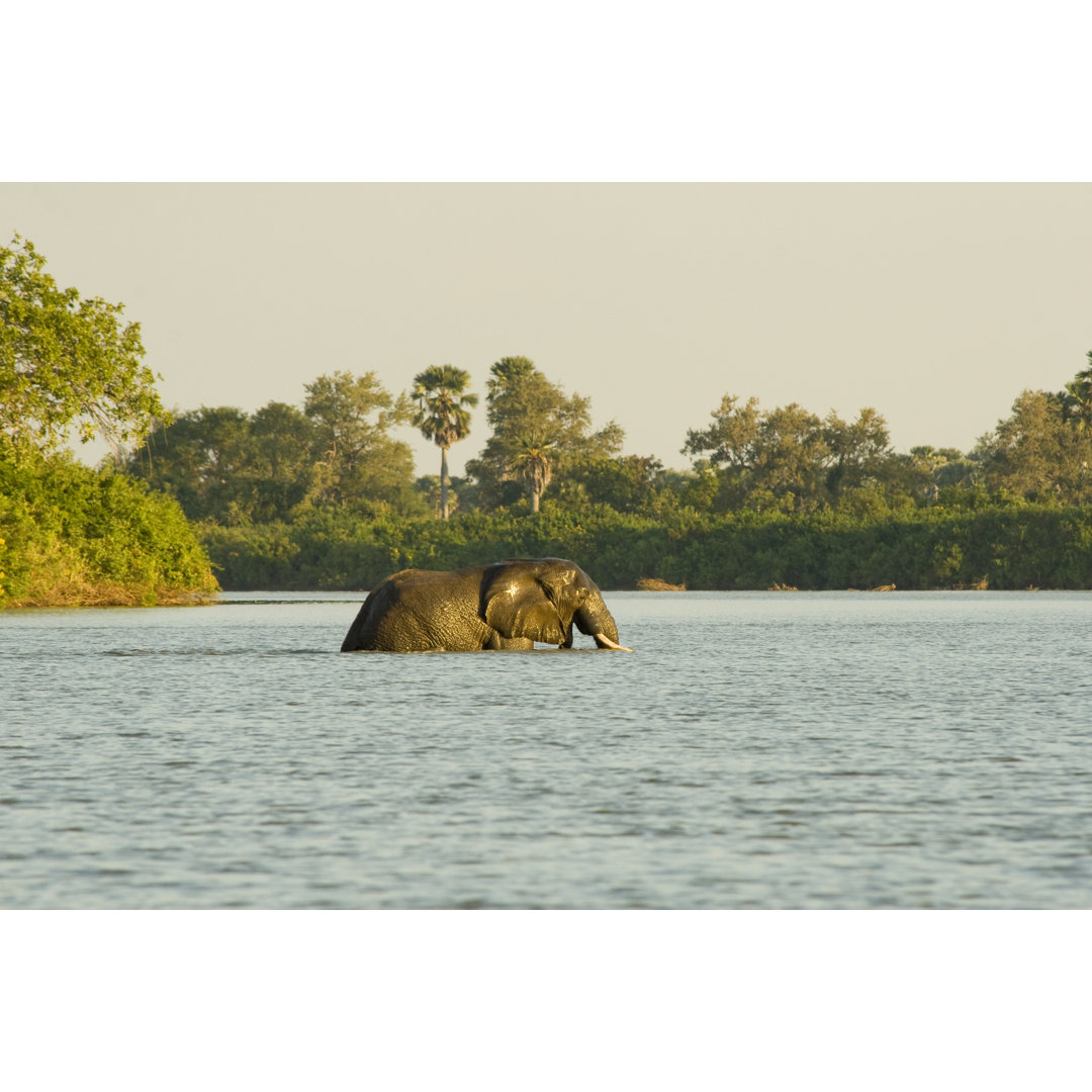 Elefant beim Überqueren des Flusses von Fredj72 - Foto auf Leinwand