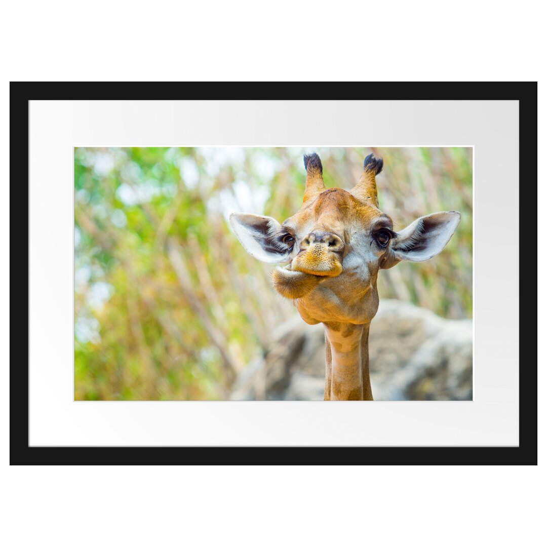 Gerahmtes Poster Giraffe in der Natur