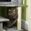 Lexi 100cm H Cat Tree