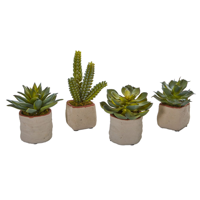 Ensemble de 4 plantes grasses dans un pot de fleurs