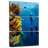 Sireci Coral Reef Freediving-108661976