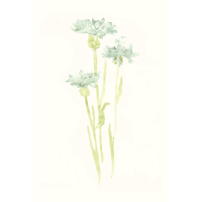 Cornflower Study IV