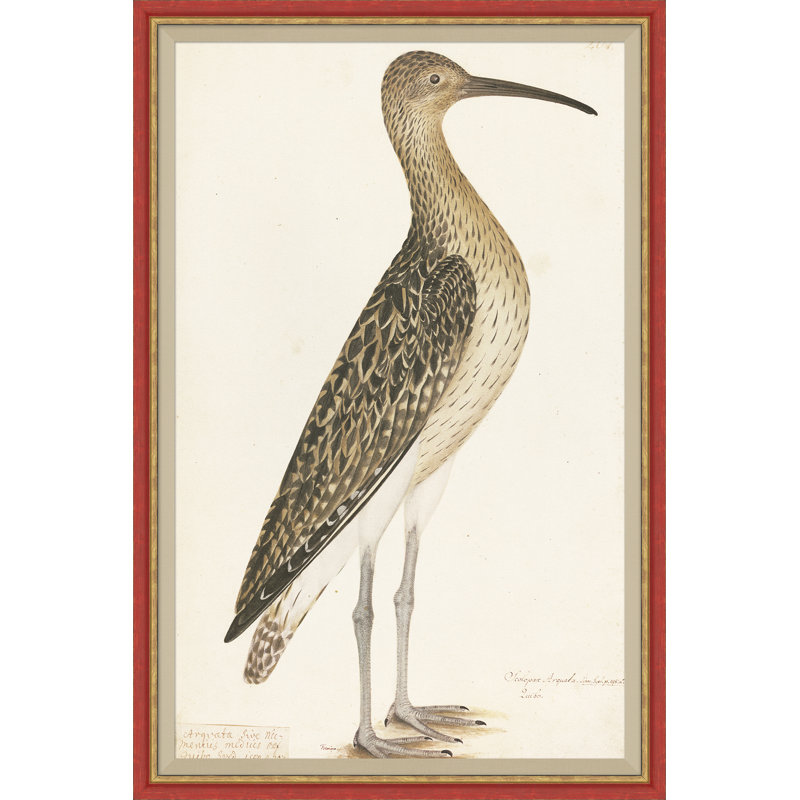 18th Century Bird Re-Strikes I Painting by Olaf Rudbeck