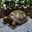Statue de jardin de tortue