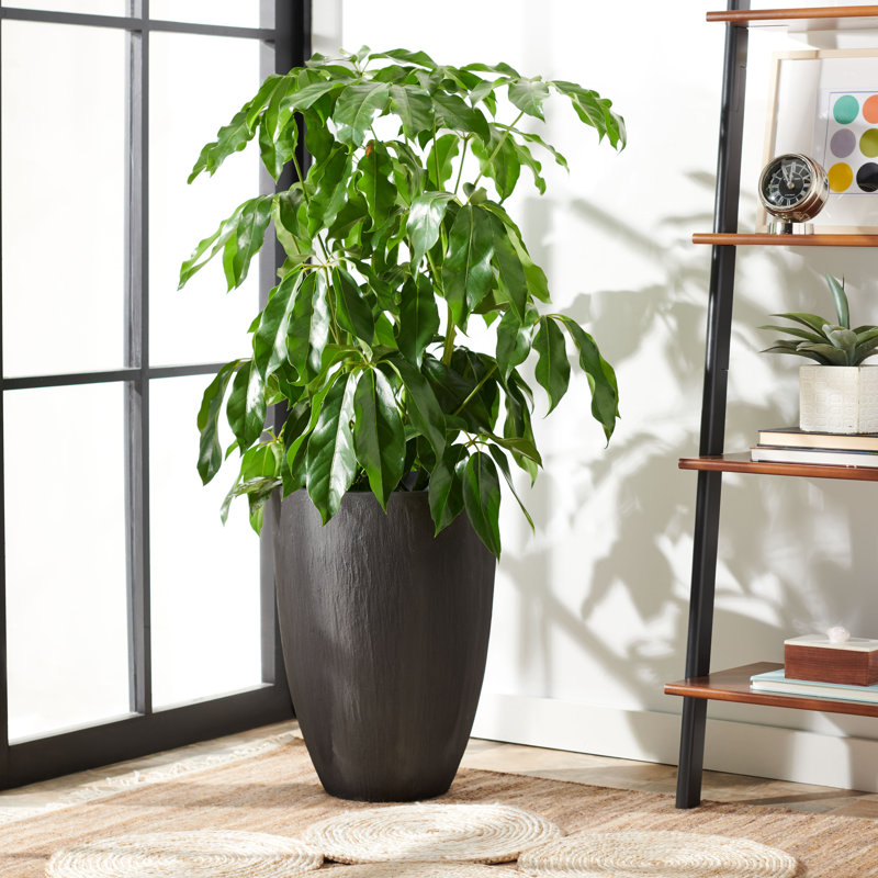 Pot à fleurs Anyae, H 21,6 po x l 15,7 po x P 15,7 po