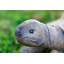 Tortoise Polyresin Garden Statue
