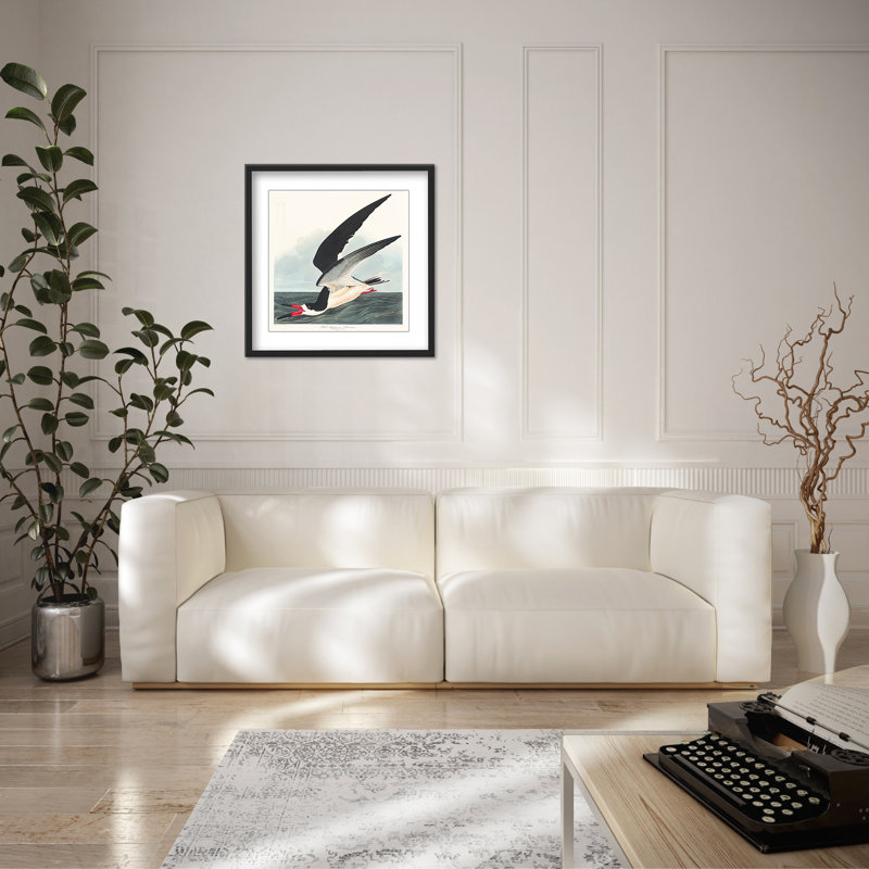 Coastal Retreat Black Skimmer From Birds Of America (1827), 48" H x 48" W