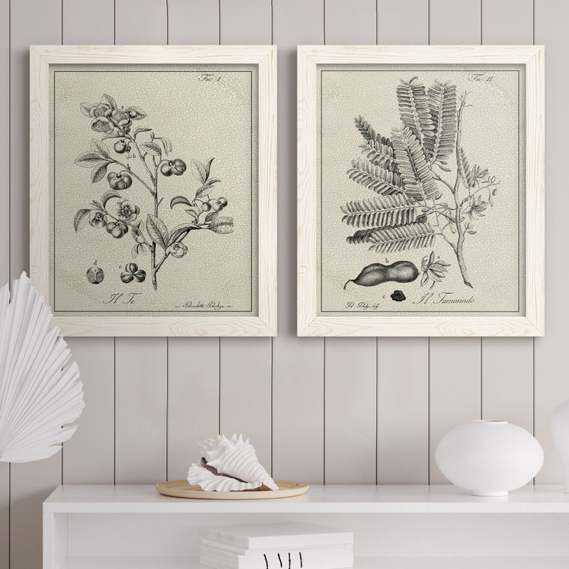 «Antique Black and White Botanical IV», ensemble de 2 reproductions d'art sur toile, H 24 po x l 36 po x P 1,5 po