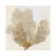 Gold Coral II by PI Galerie - Wrapped Canvas Print-1618894918